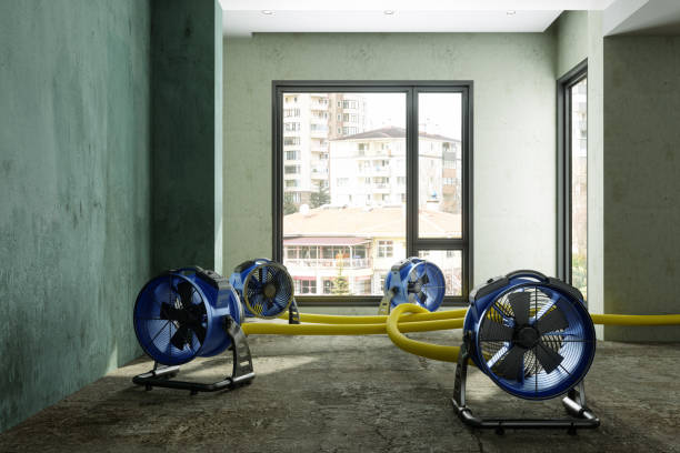 Best Mold removal after water damage  in Lauderhill, FL